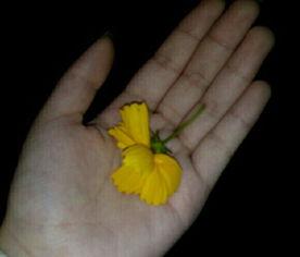 吃瓜群众吃瓜视频下载