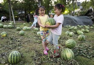 瓜田弥勒吃瓜,瓜田弥勒的悠闲食瓜时光