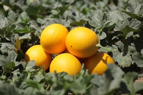 和平绿洲在哪吃瓜,寻味瓜香，共享夏日清凉时光