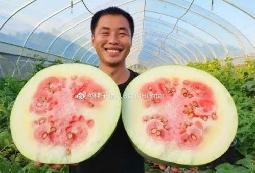 一群猪吃瓜是什么感受,欢乐盛宴中的趣味瞬间