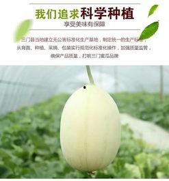 台州小学吃瓜,揭秘校园里的甜蜜诱惑