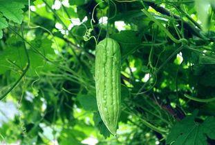 甜小花每日吃瓜,揭秘娱乐圈新鲜事