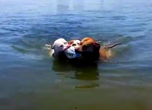 迷路的鹿吃瓜,意外发现新天地