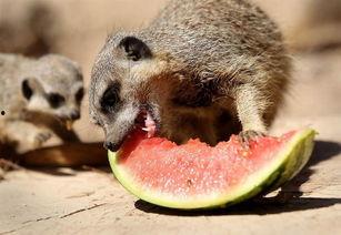 夏天悠闲吃瓜,一场味蕾与时光的邂逅